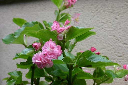 B. ‘Momotemari’